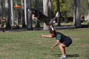 Dale and Xena doing their disc dog routine