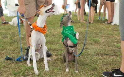 Dog Boarding and Training in Miami: University of Miami Furry ‘Canes Event