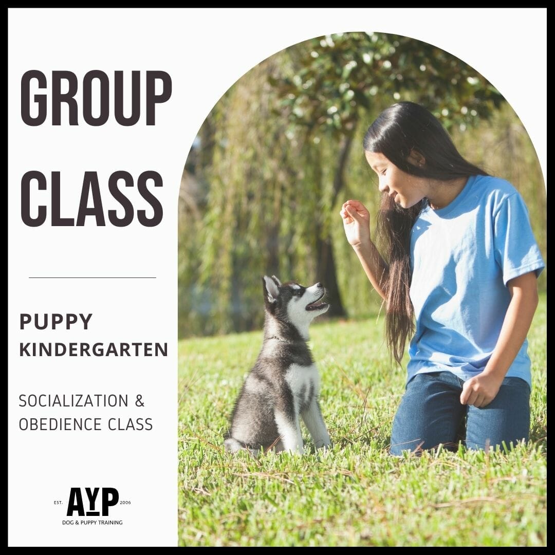 how much is a puppy training class