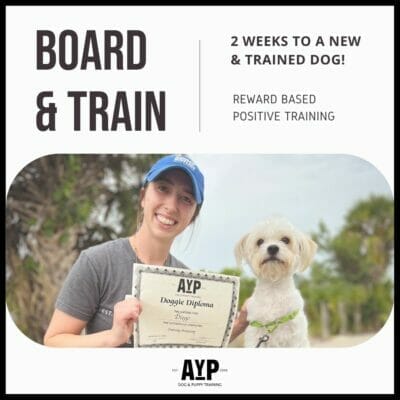 Board and Train 2 weeks to a trained dog