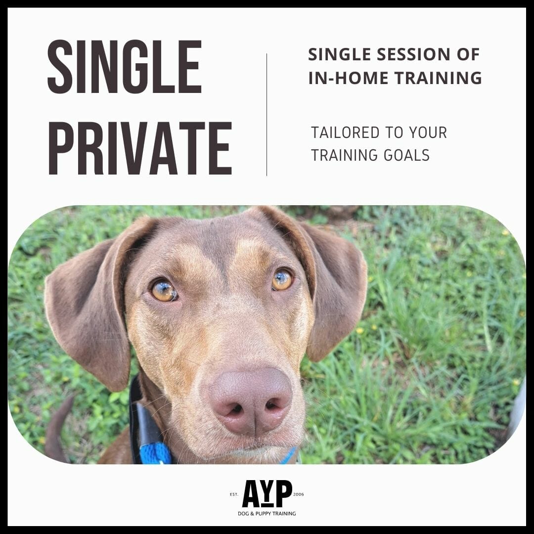 Single Private Lesson - Applause Your Paws Canine Training Center