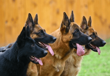 Miami Dog Training – Indoor Air Conditioned Dog Training Facility – Leash Training