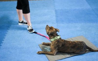 Dog Boarding and Training in Miami: FAQ’s about our in-facility training programs