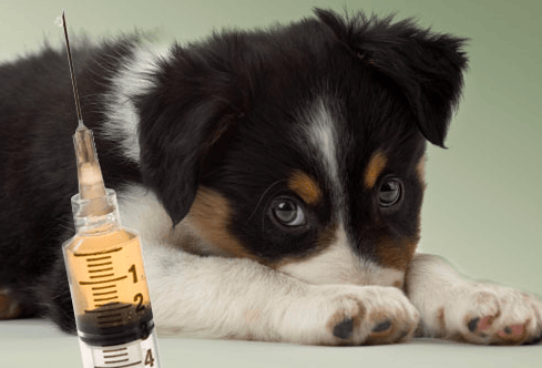 Early Socialization vs. Risk of Infection Canine Disease