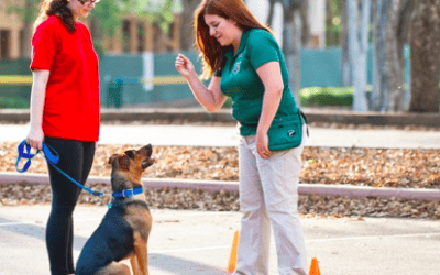 How to Become A Professional Dog Trainer: Now Accepting Applications – Apprentice Dog Trainer Positions in Miami