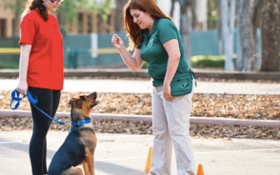 How to Become A Professional Dog Trainer: Now Accepting Applications – Apprentice Dog Trainer Positions in Miami