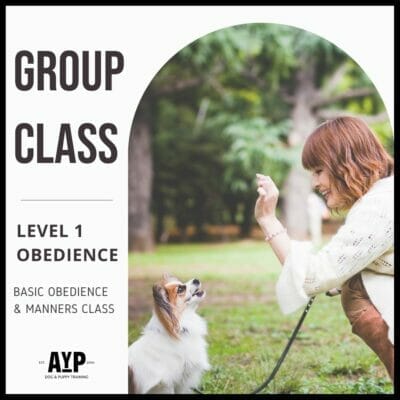 Level 1 group class dog training obedience
