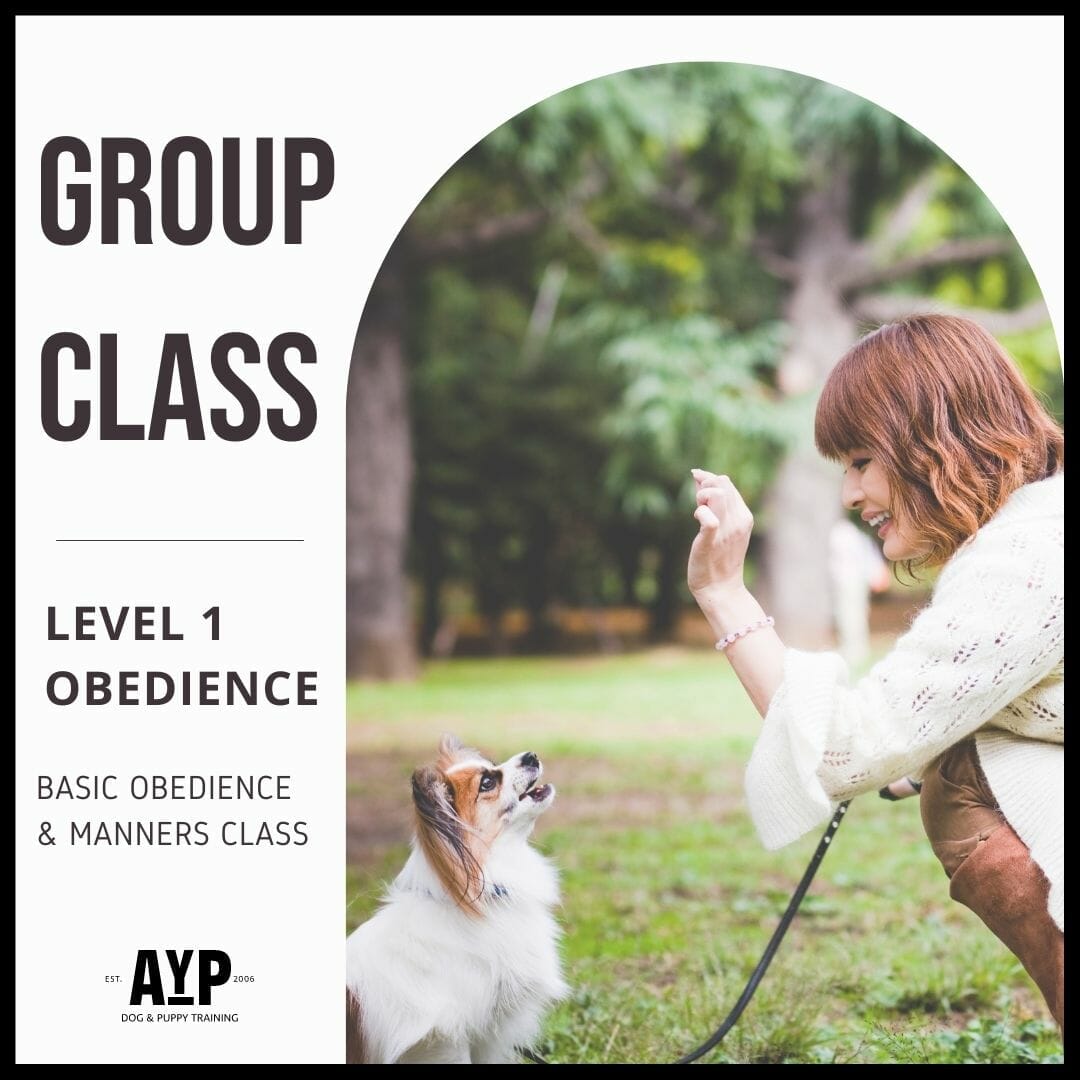 Akc shop obedience levels