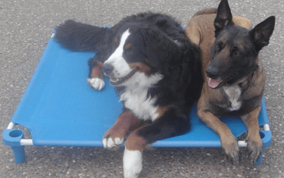 Dog Boarding and Training in Miami, FL: Teach your dog to go to his bed