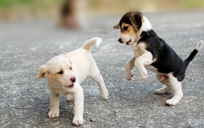 Dog Boarding and Training: Group Puppy Classes in Miami, FL
