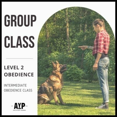 Level 2 Dog Training Obedience Class