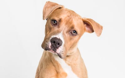 Don’t Bully My Breed – Pittbulls, Staffordshire Terriers, and American Bulldogs – Dog Trainer Miami