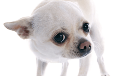 Board and Train for Dog Aggression – Dog Trainers in Miami