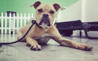 Train to Adopt – South Florida Board and Train – Miami Dog Training