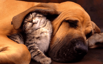 The Truth About Cats and Dogs – South Florida Dog Training