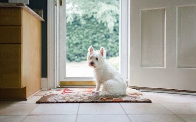 Train your Dog to Wait at the Door: Preventing Door Dashing – Dog Trainers in Miami