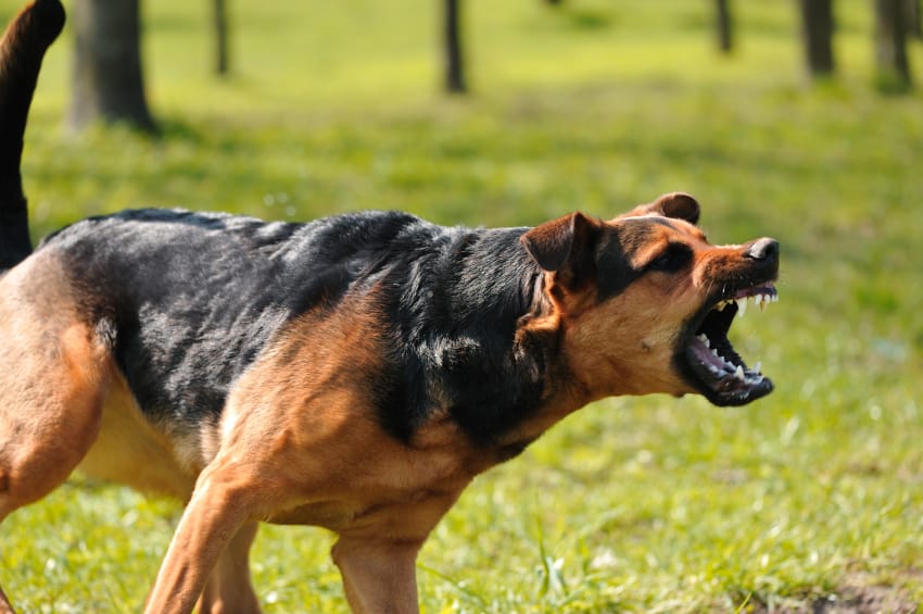 The Reality of Having a Dog Aggressive (or Reactive) Dog – Miami Dog Training