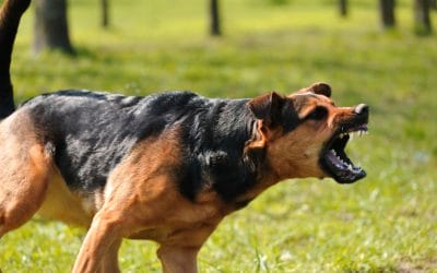 The Reality of Having a Dog Aggressive (or Reactive) Dog – Miami Dog Training