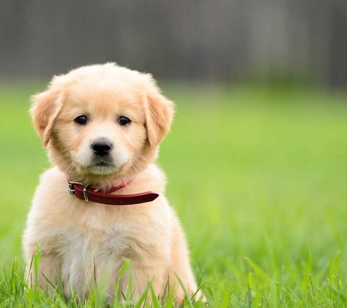Choosing a Puppy: Making an Educated Decision