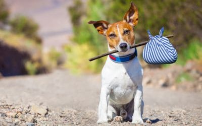 Lost Pet Prevention Tips
