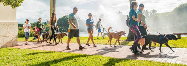 3 Dog Gone Easy New Years Resolutions – Miami Dog and Puppy Training