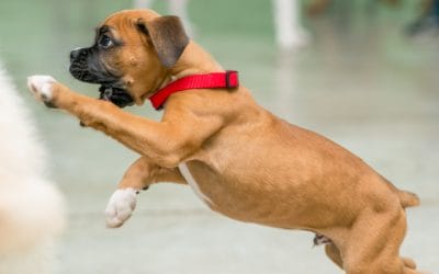 Puppy Picking: A Trainer’s Guide to Finding the Right Companion