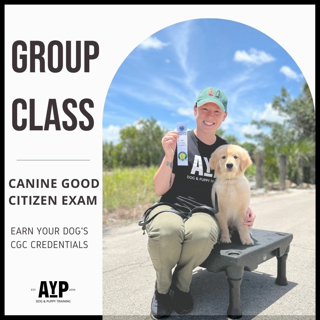 AKC Canine Good Citizen Exams - Applause Your Paws Canine Training Center
