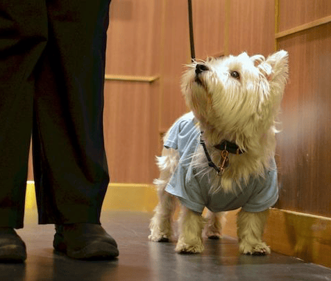 How to Train Your Dog to Behave in the Elevator – Miami Dog and Puppy Training