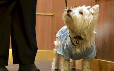 How to Train Your Dog to Behave in the Elevator – Miami Dog and Puppy Training