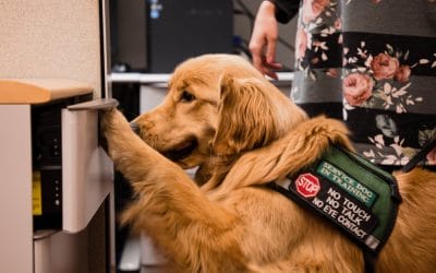 At Your Service: The Importance of Service Dog Etiquette