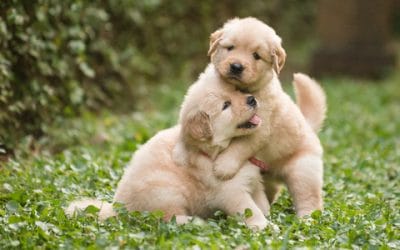 Let’s Get Two Puppies: The Curse of Littermate Syndrome
