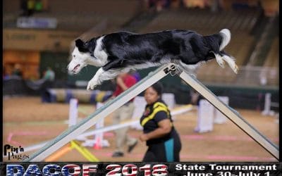 Handle It! Canine Agility In Perspective