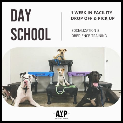 Day School In facility Dog Training Program