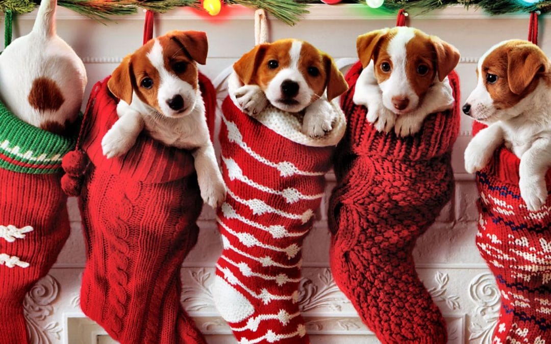 Christmas Puppies!