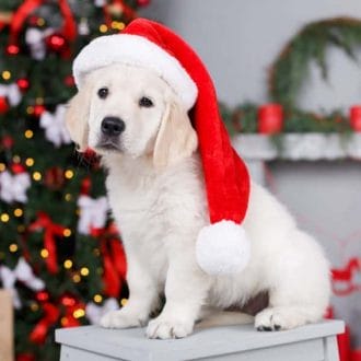 Puppy's Joyful, Not Stressful Holidays
