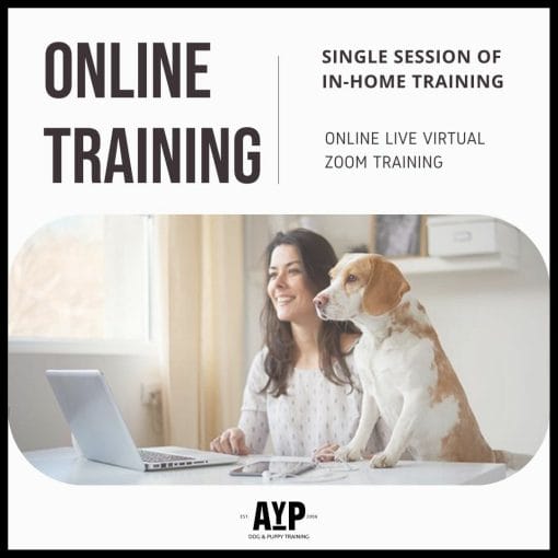 Virtual Dog Training Dog and Owner watching trainer via laptop