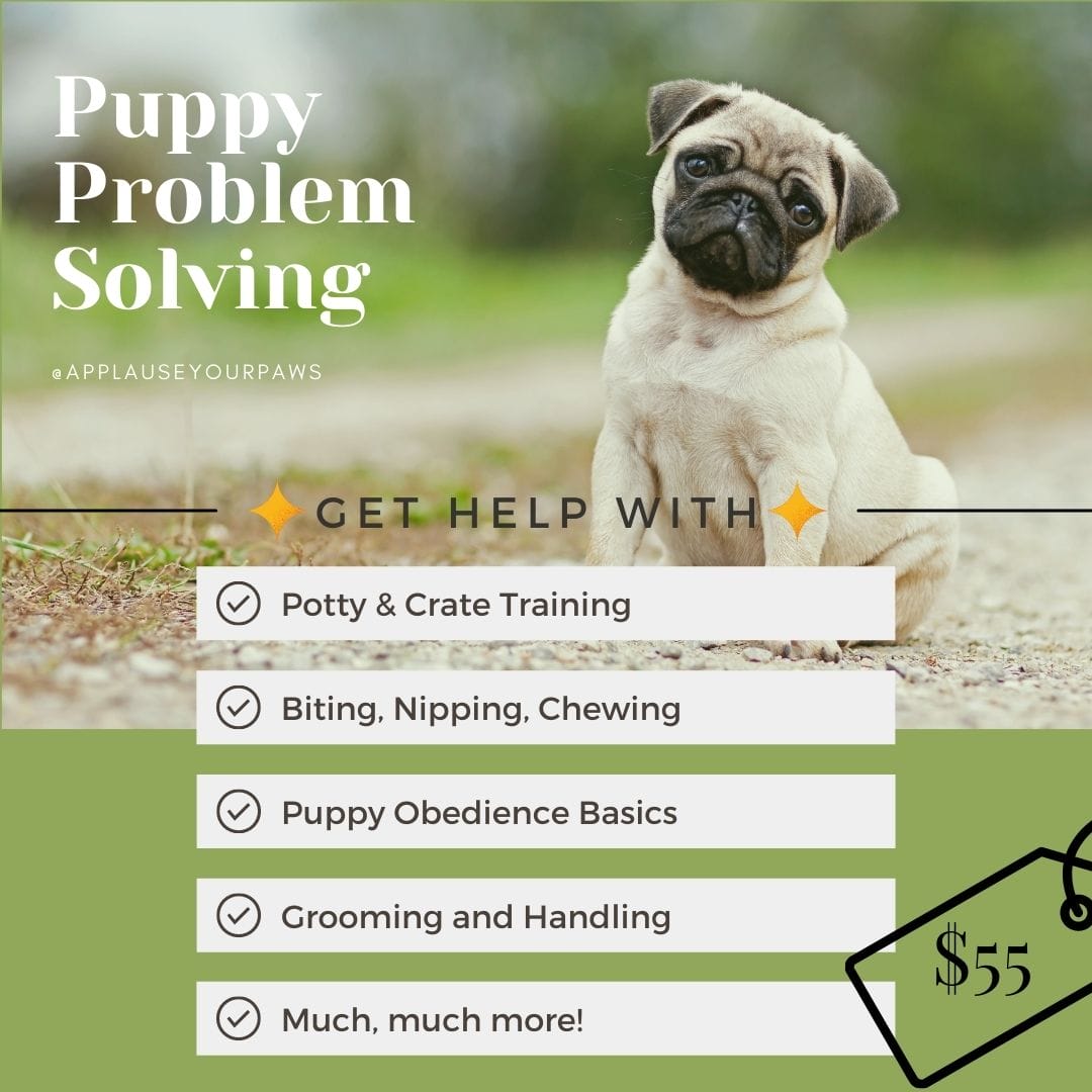 problem solving dog training
