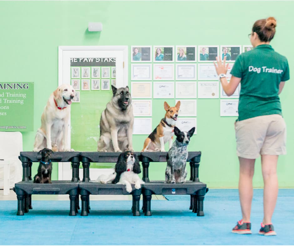 dog training miami group classes