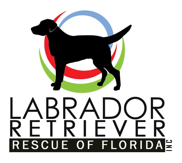 Labrador retriever rescue