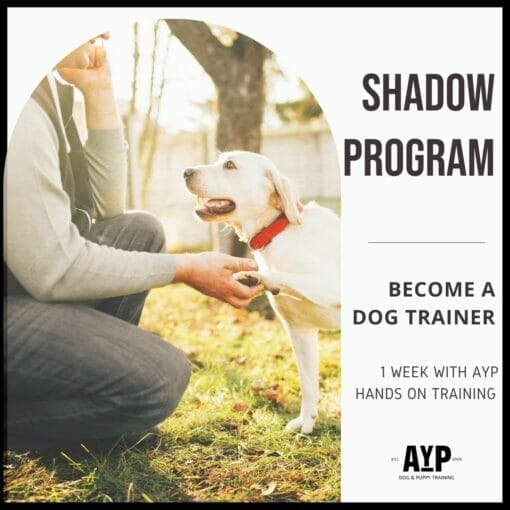 Shadow Dog Training Program