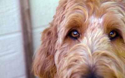 Coping with Fearful Adolescent Dogs