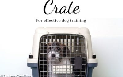 Why Puppy Owners are Underutilizing the Crate for Effective Dog Training – Dog Trainer Miami