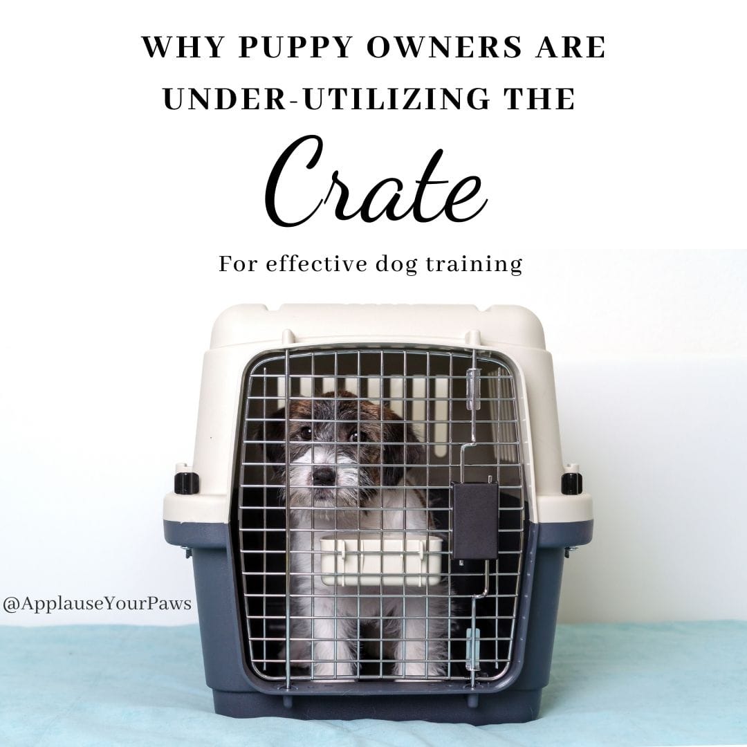 How to keep dog calm best sale in crate