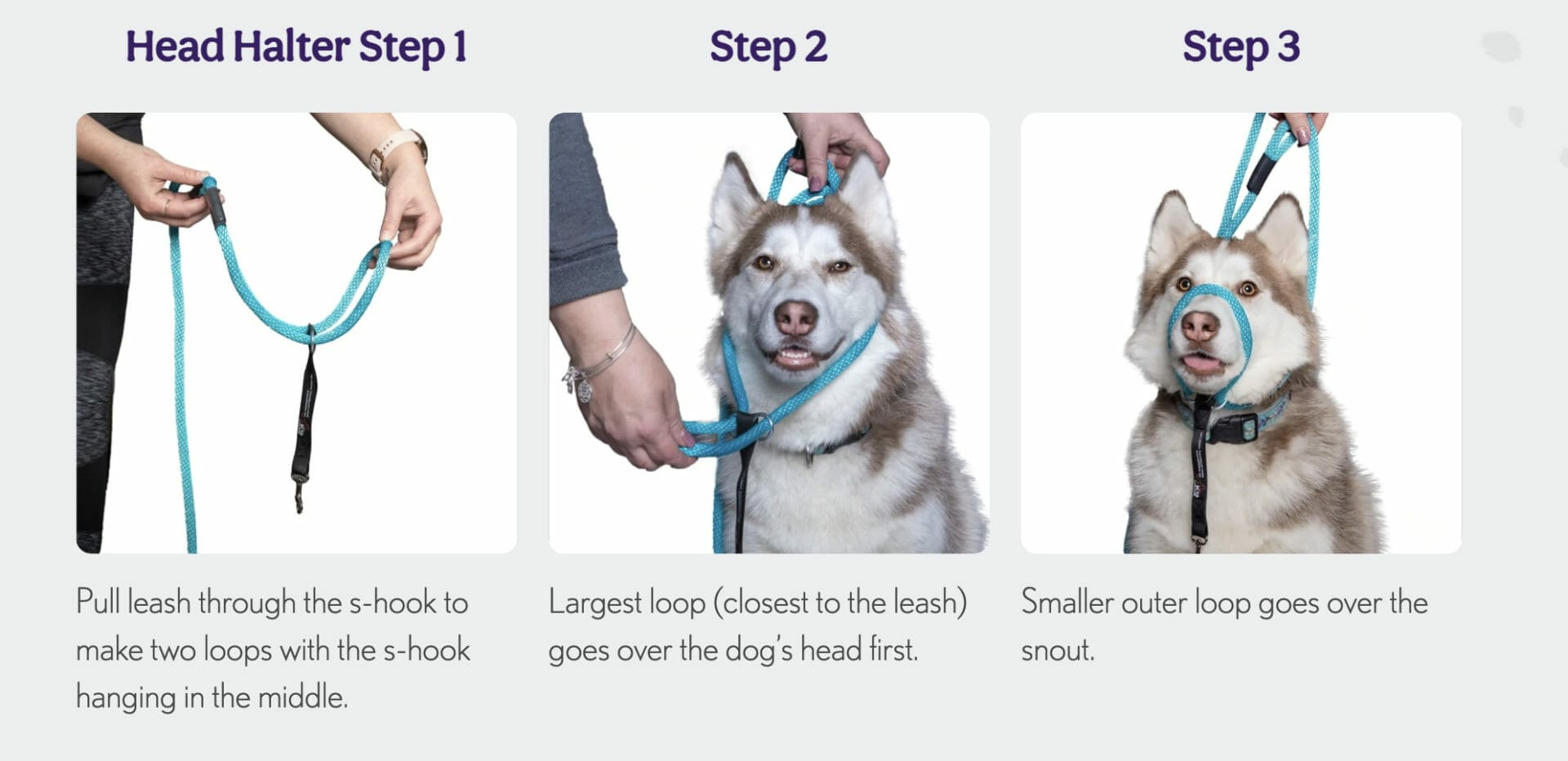 Using a slip lead deals on a dog