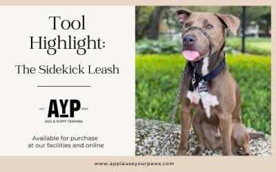 Tool Highlight: The Sidekick Leash