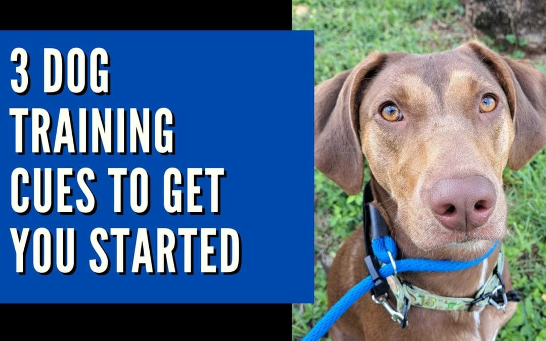 Three dog training cues to get you started