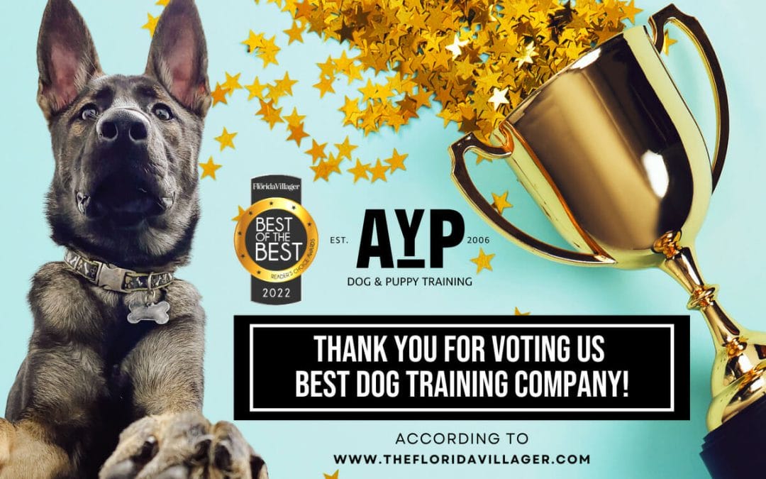 AYP Dog Training wins Best Dog Training Company