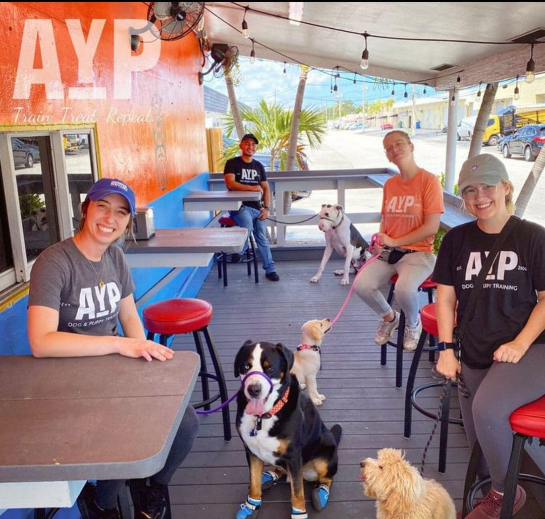 Dog Trainers at an outdoor cafe with their dogs sitting politely