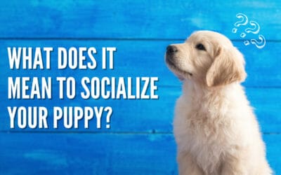 What is puppy socialization?