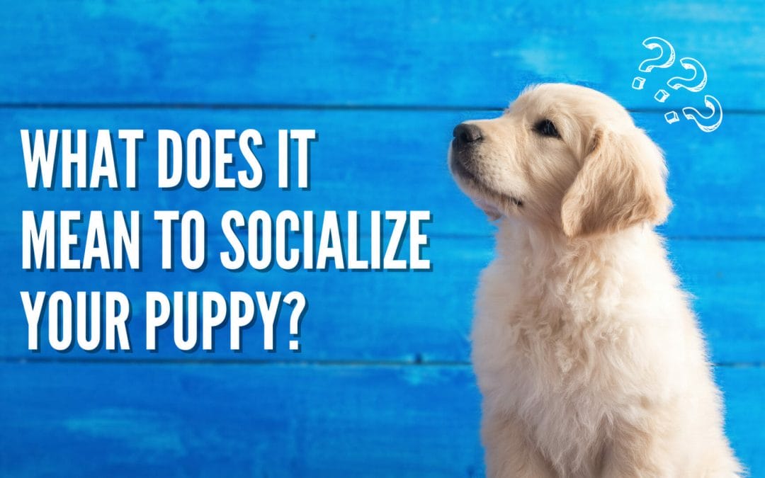 What does it mean to socialize your puppy? text over a blue background with a golden retriever puppy looking up.